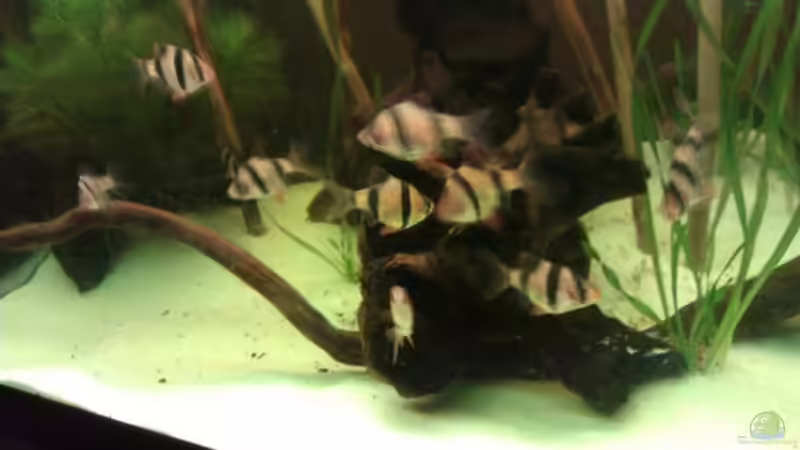 Besatz im Aquarium Sumatrabecken von Xia (13)