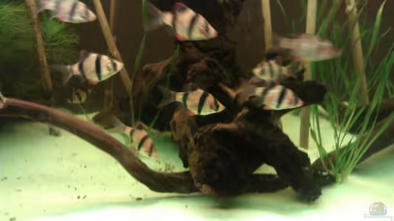 Besatz im Aquarium Sumatrabecken von Xia (14)