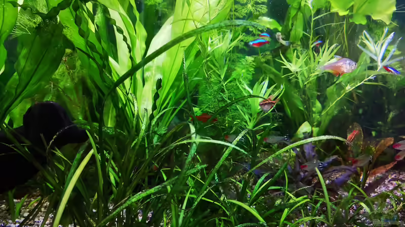 Besatz im Aquarium Sven`s Gesellschaftsbecken von Sven2501 (31)