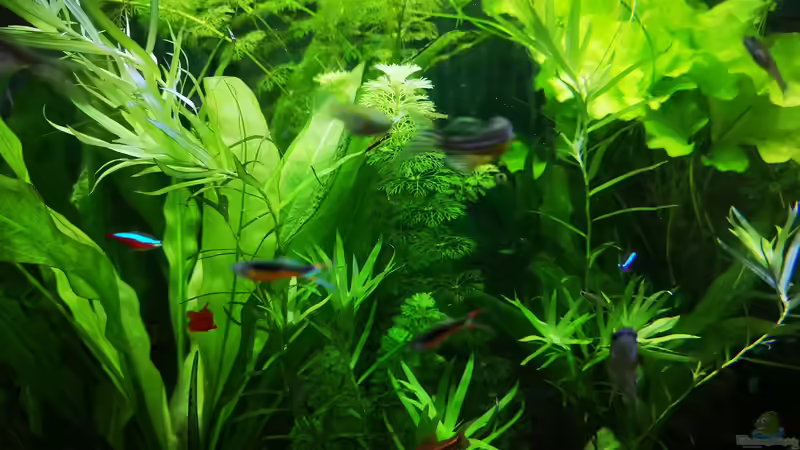 Besatz im Aquarium Sven`s Gesellschaftsbecken von Sven2501 (32)