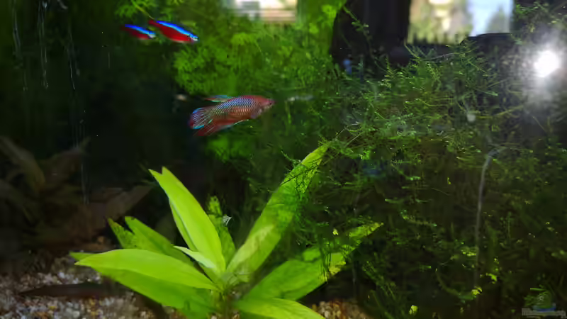 Besatz im Aquarium Sven`s Gesellschaftsbecken von Sven2501 (33)