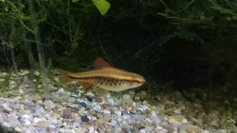 Besatz im Aquarium Sven`s Gesellschaftsbecken von Sven2501 (37)