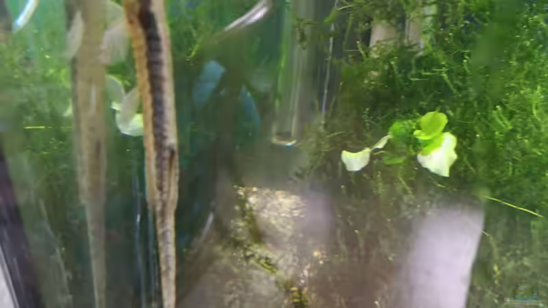 Besatz im Aquarium Sven`s Gesellschaftsbecken von Sven2501 (38)