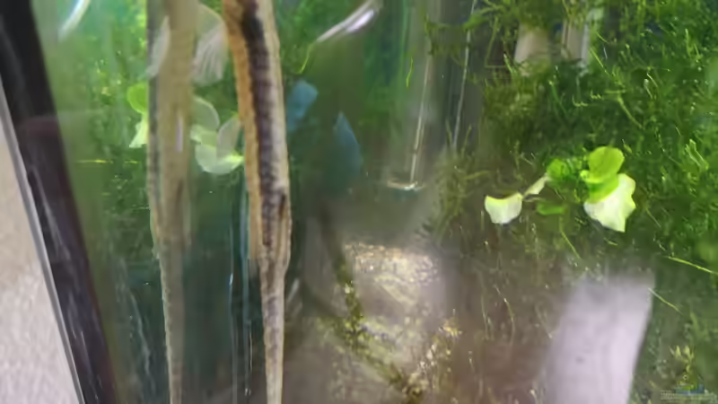 Besatz im Aquarium Sven`s Gesellschaftsbecken von Sven2501 (39)