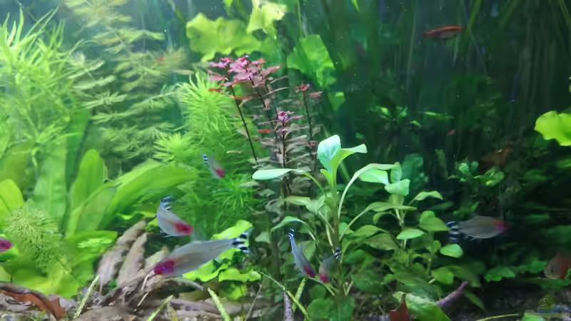 Besatz im Aquarium Sven`s Gesellschaftsbecken von Sven2501 (42)