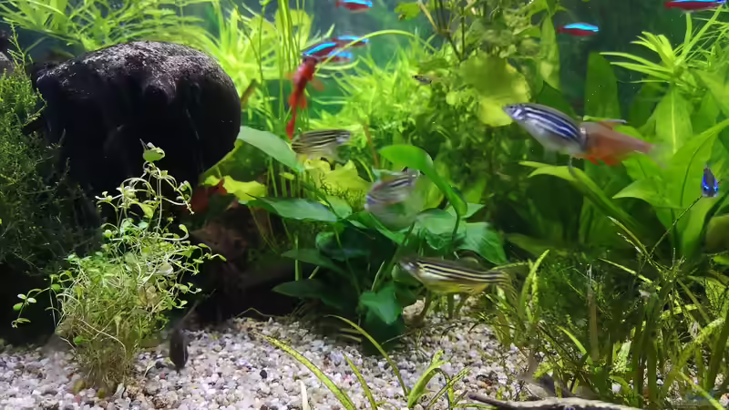 Besatz im Aquarium Sven`s Gesellschaftsbecken von Sven2501 (43)