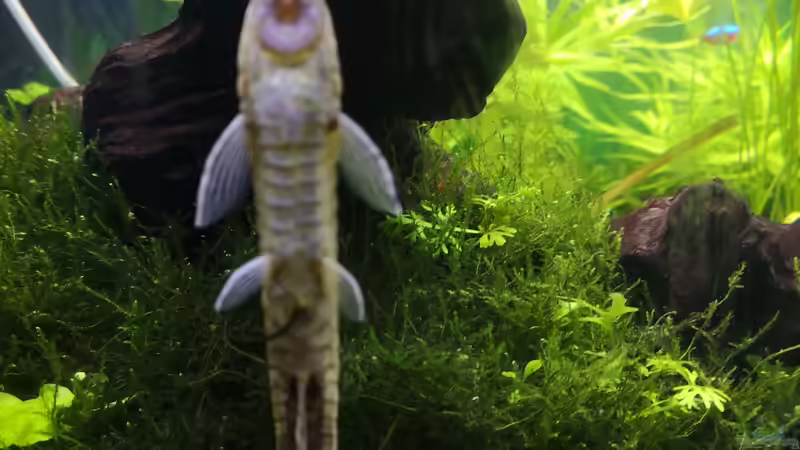 Besatz im Aquarium Sven`s Gesellschaftsbecken von Sven2501 (44)