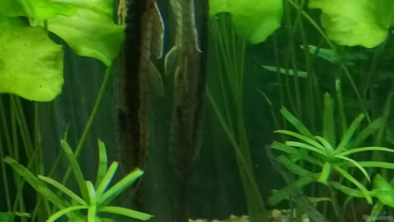 Besatz im Aquarium Sven`s Gesellschaftsbecken von Sven2501 (47)