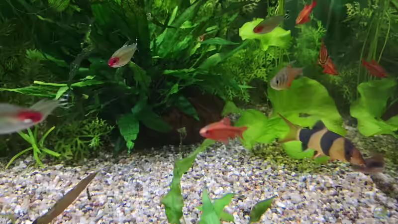 Besatz im Aquarium Sven`s Gesellschaftsbecken von Sven2501 (57)