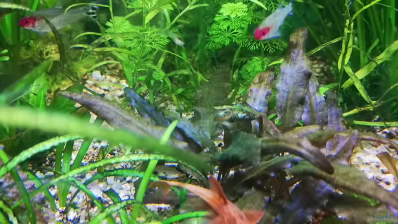 Besatz im Aquarium Sven`s Gesellschaftsbecken von Sven2501 (58)