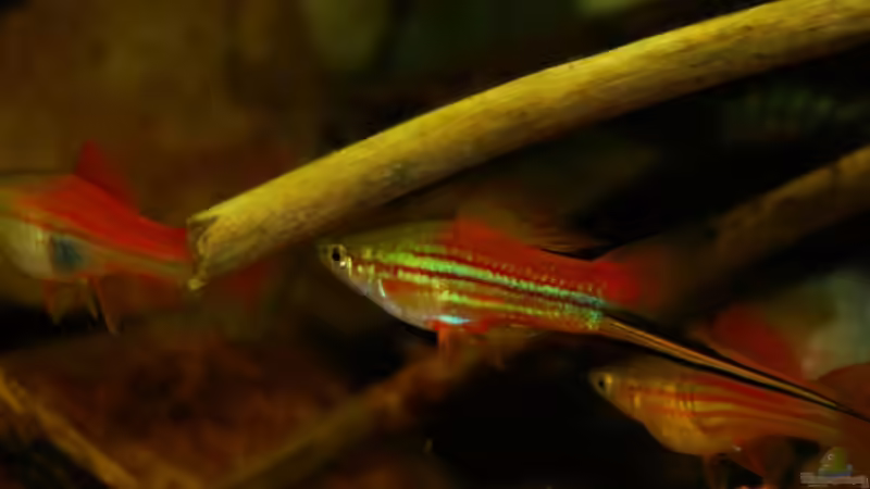 Besatz im Aquarium Tabasco Fischland von Benjamin Hamann (44)