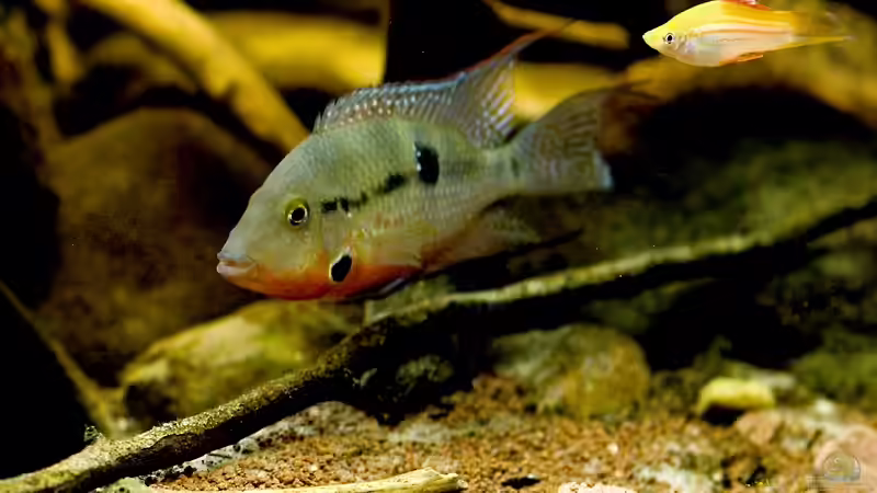 Besatz im Aquarium Tabasco Fischland von Benjamin Hamann (47)