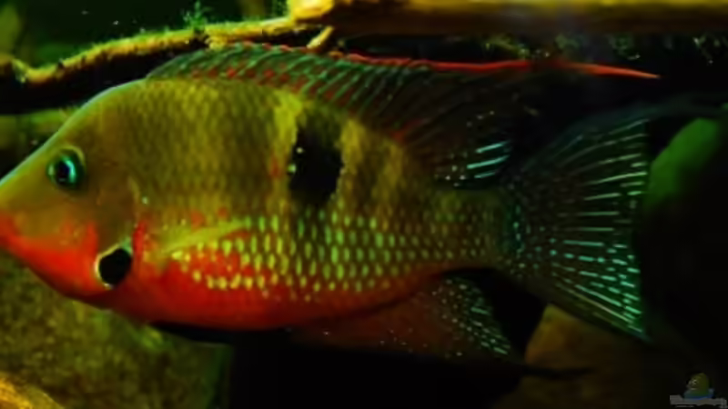 Besatz im Aquarium Tabasco Fischland von Benjamin Hamann (51)