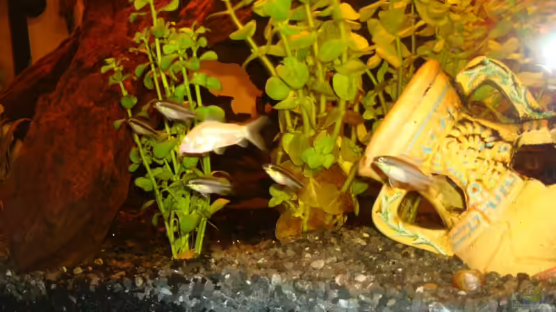 Besatz im Aquarium Take a minute von Javi (7)