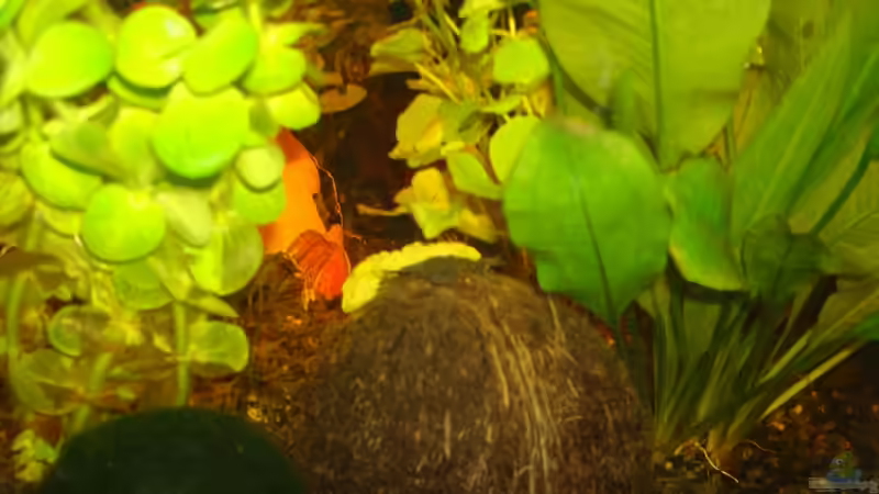 Besatz im Aquarium Take a minute von Javi (8)