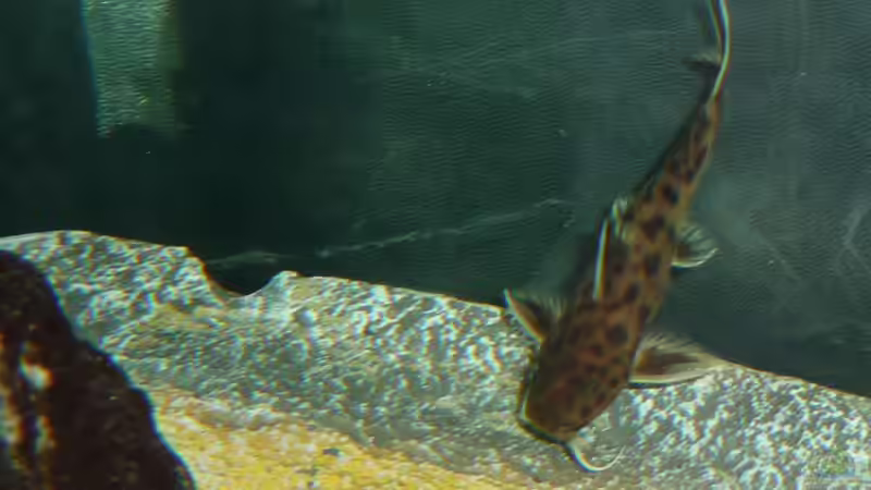 Besatz im Aquarium Tanga-Arena (aufgelöst) von carkl (11)