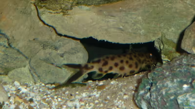 Besatz im Aquarium Tanga-Arena (aufgelöst) von carkl (12)