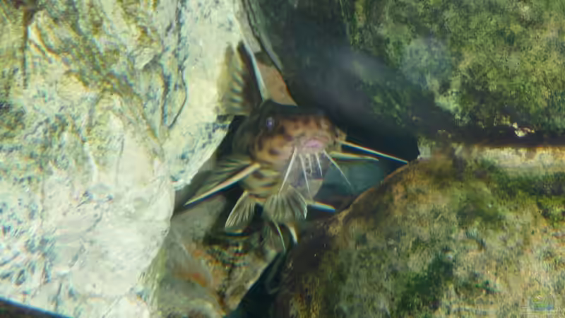 Besatz im Aquarium Tanga-Arena (aufgelöst) von carkl (13)