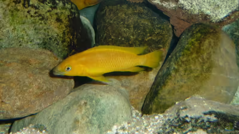Besatz im Aquarium Tanga-Arena (aufgelöst) von carkl (14)