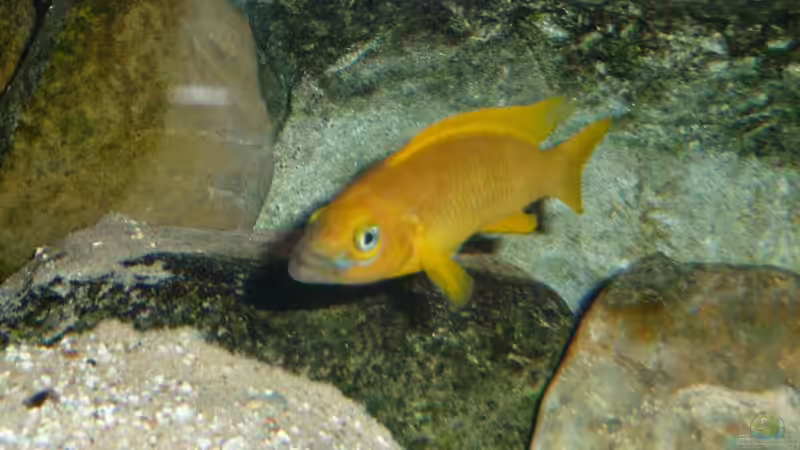 Besatz im Aquarium Tanga-Arena (aufgelöst) von carkl (15)