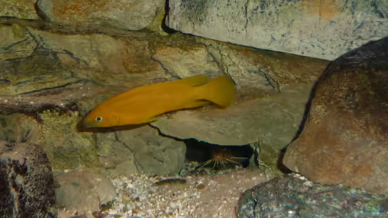 Besatz im Aquarium Tanga-Arena (aufgelöst) von carkl (16)