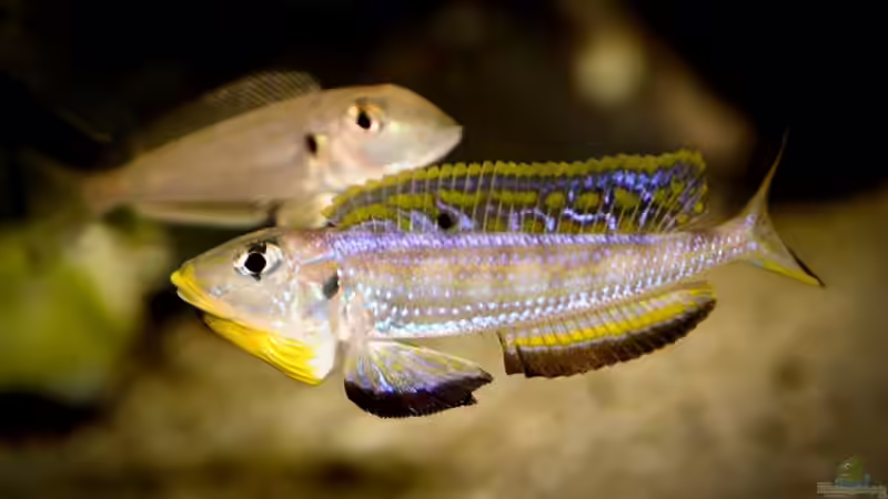 Besatz im Aquarium Tanganjican horizon von wolf87 (30)