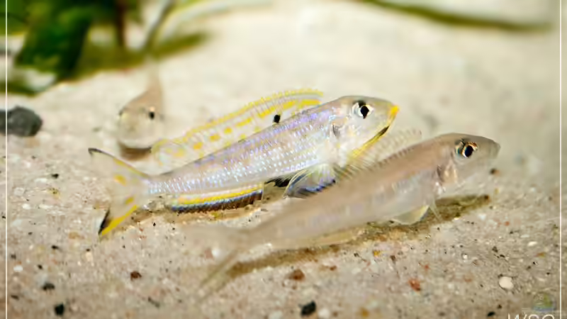 Besatz im Aquarium Tanganjican horizon von wolf87 (33)