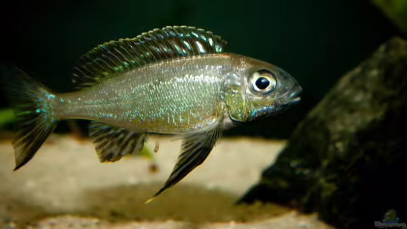 Besatz im Aquarium Tanganjican horizon von wolf87 (34)