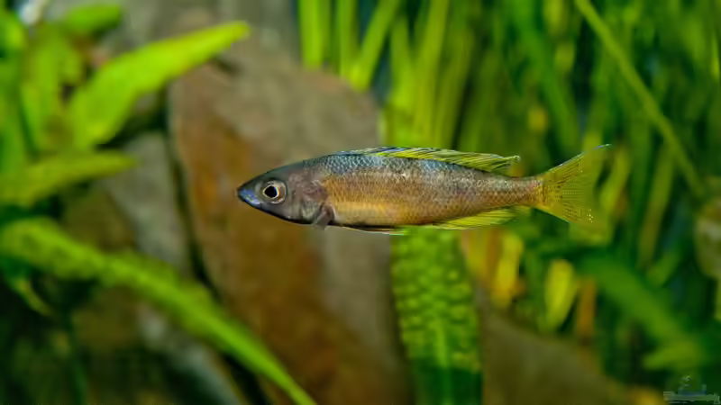 Besatz im Aquarium Tanganjican horizon von wolf87 (36)