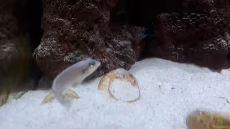 Besatz im Aquarium Tanganjika 125 von NiRo (16)