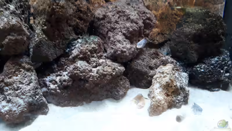 Besatz im Aquarium Tanganjika 125 von NiRo (18)