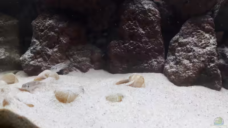 Besatz im Aquarium Tanganjika 125 von NiRo (22)