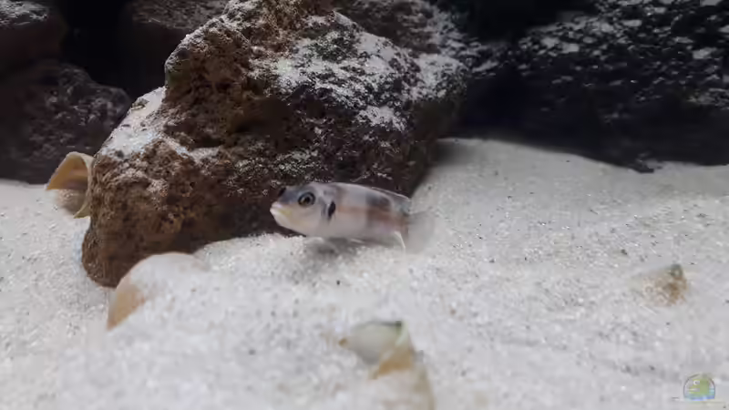 Besatz im Aquarium Tanganjika 125 von NiRo (23)