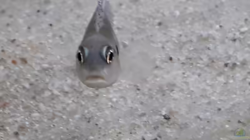 Besatz im Aquarium Tanganjika 125 von NiRo (27)