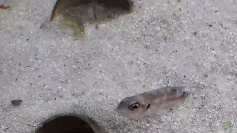 Besatz im Aquarium Tanganjika 125 von NiRo (32)