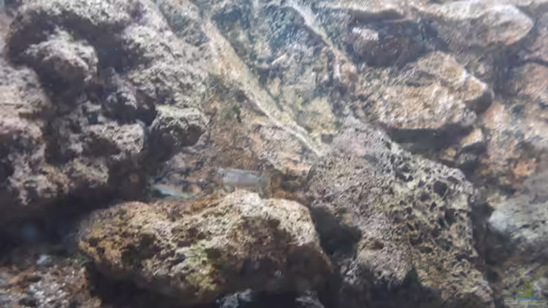 Besatz im Aquarium Tanganjika 125 von NiRo (33)