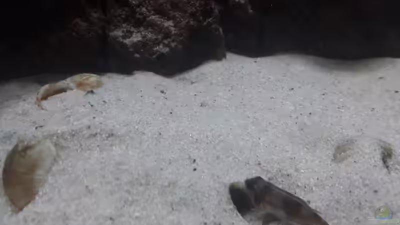 Besatz im Aquarium Tanganjika 125 von NiRo (34)