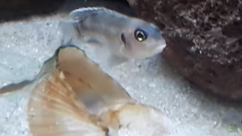 Besatz im Aquarium Tanganjika 125 von NiRo (35)