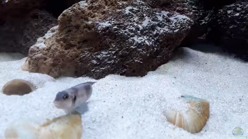 Besatz im Aquarium Tanganjika 125 von NiRo (37)