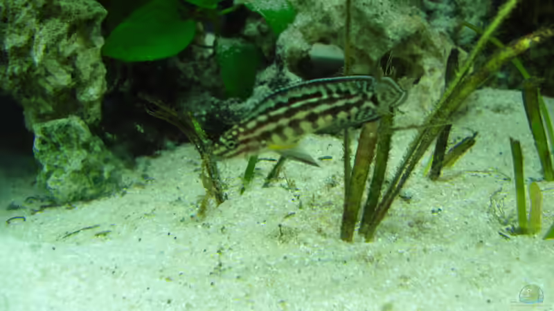 Besatz im Aquarium Tanganjika 200L von Benjamin Heinemeyer (8)