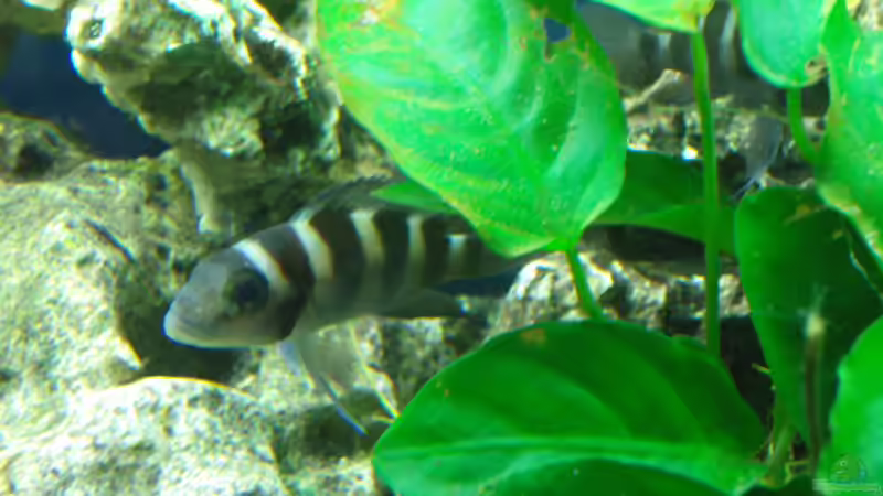 Besatz im Aquarium Tanganjika 200L von Benjamin Heinemeyer (9)