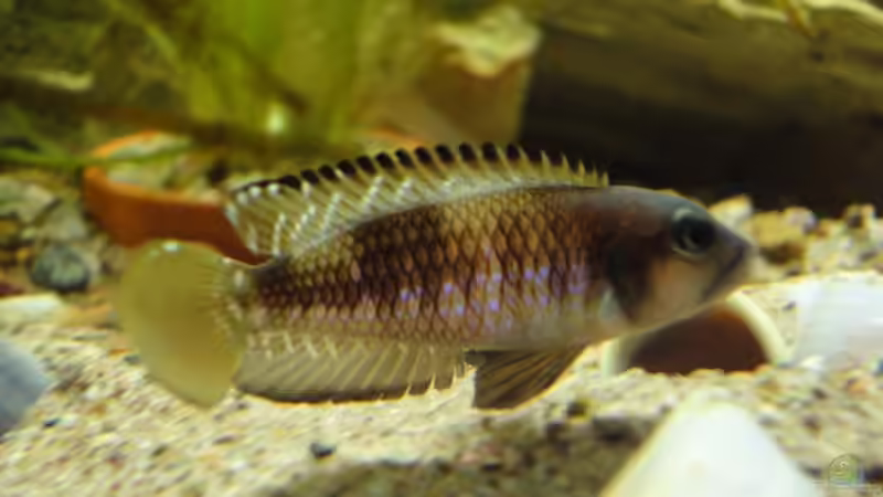 Besatz im Aquarium Tanganjika 240 l von Landygeier (4)