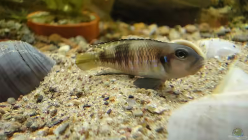 Besatz im Aquarium Tanganjika 240 l von Landygeier (5)