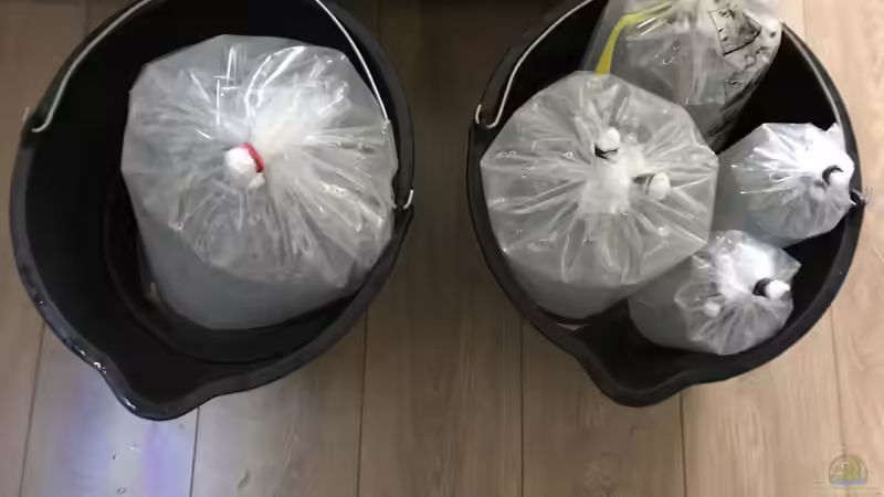 Besatz im Aquarium Tanganjika 3.0 von Marco (4)