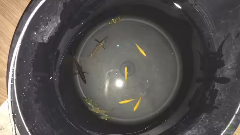 Besatz im Aquarium Tanganjika 3.0 von Marco (5)