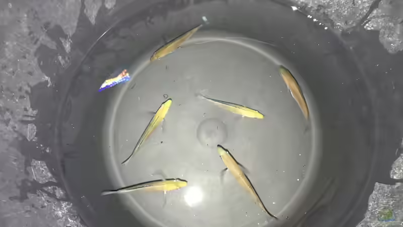 Besatz im Aquarium Tanganjika 3.0 von Marco (6)