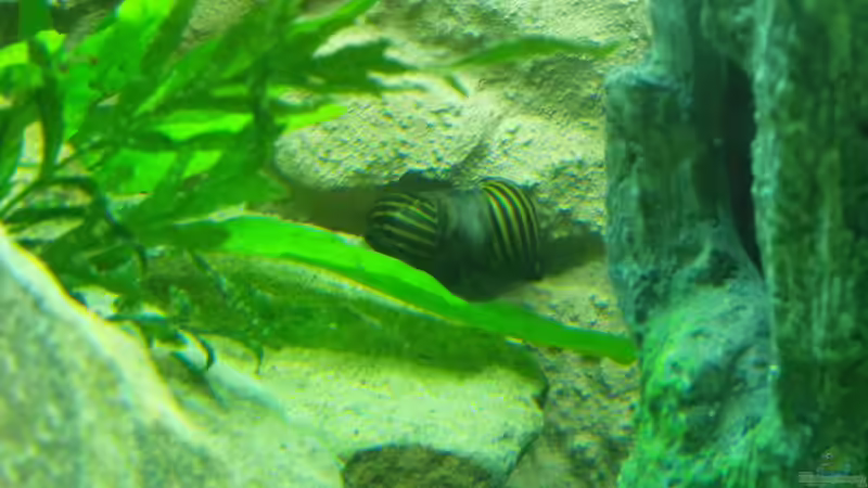 Besatz im Aquarium Tanganjika 350Liter Gemeinschaft von fisch (10)