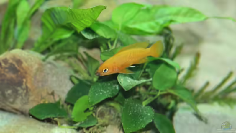 Besatz im Aquarium Tanganjika 350Liter Gemeinschaft von fisch (12)