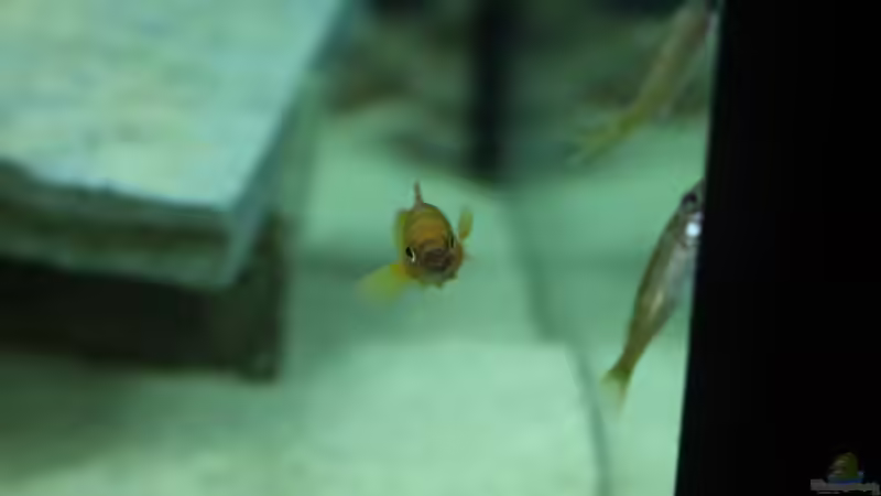 Besatz im Aquarium Tanganjika 350Liter Gemeinschaft von fisch (13)