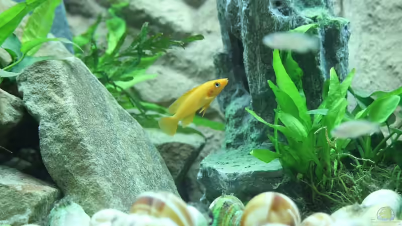 Besatz im Aquarium Tanganjika 350Liter Gemeinschaft von fisch (14)